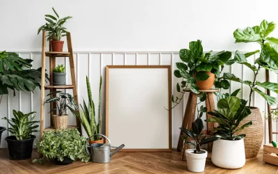 8 Tanaman Indoor Pembersih Udara