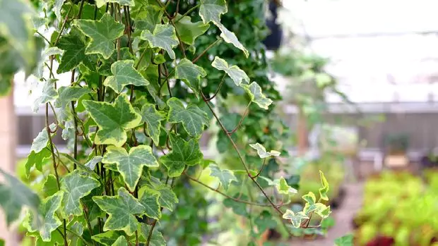 8 Tanaman Indoor Pembersih Udara